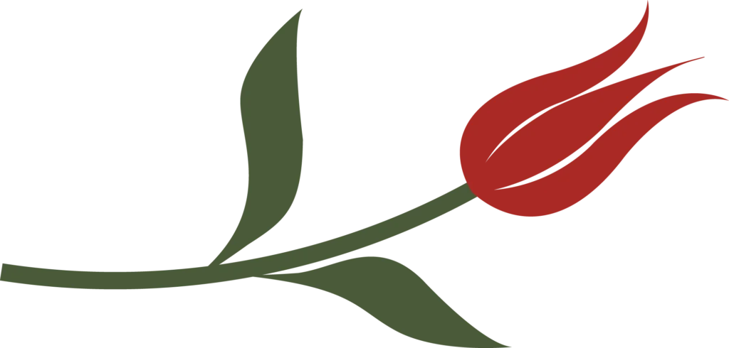 Tulipe 3